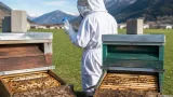 45 Bienenvölker in der Region Landquart durch Pflanzenschutzmittel geschädigt