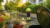 Allschwil ruft auf: Jetzt Brutstätten der Tigermücke entfernen