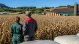 Dürre bedroht Silomais in Nenzlingen – Milchbetriebe stehen vor ernster Futterkrise