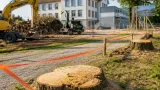 In Wetzikon fallen Bäume für neuen Schulbau – Vorbereitungen starten Ende Juli
