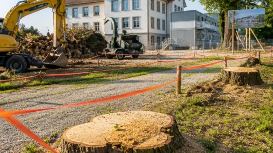 In Wetzikon fallen Bäume für neuen Schulbau – Vorbereitungen starten Ende Juli