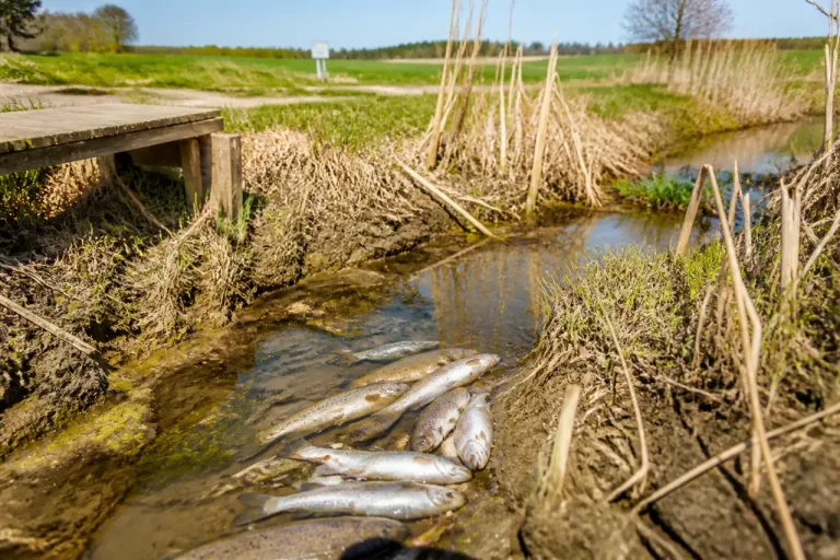 67 tote Bachforellen im Mattenbach bei Grub: Amt prüft Hitze oder Verschmutzung