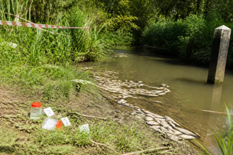 67 tote Fische im Mattenbach bei Grub – Amt für Umwelt nimmt Abklärungen auf