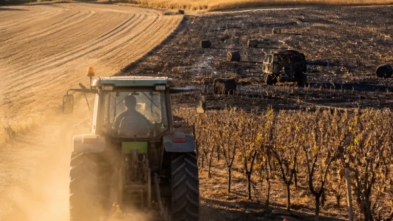 Anhaltende Trockenheit setzt Aargauer Landwirtschaft unter Druck