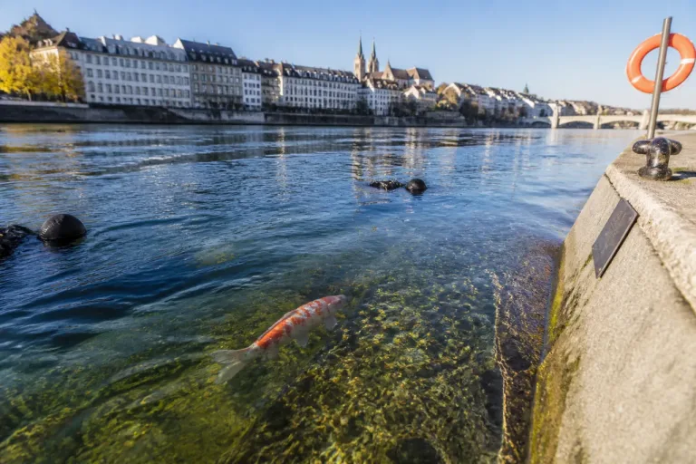 Ausgesetzter Koi im Rhein löst Debatte über Artenschutz und Verantwortung in Basel aus