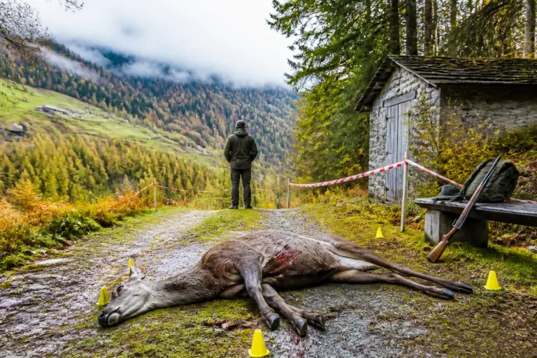Bündner Jäger wegen Wolfsabschuss im Puschlav verurteilt — Strafbefehl rechtskräftig