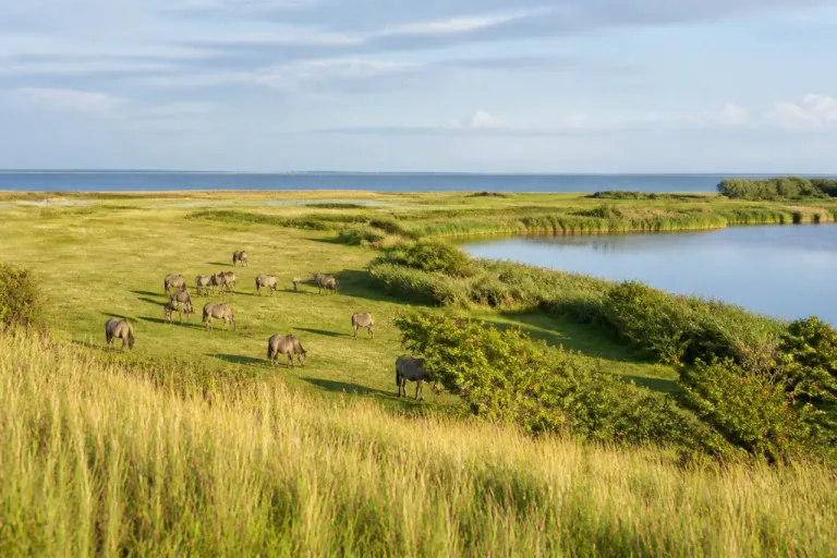Geltinger Birk: Ostseeparadies mit frei grasenden Wildpferden und viel Ruhe