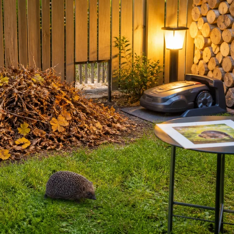 So machen Sie Ihren Garten igelfreundlich: einfache Massnahmen für den Schutz eines bedrohten Kleinwildes
