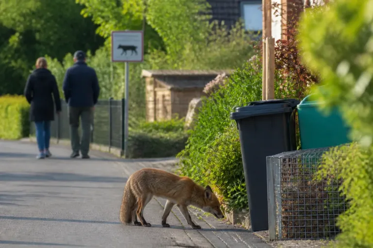 Fuchs in der Nachbarschaft: Wie Wittenbacher Quartiere konfliktarm mit Wildtieren leben können