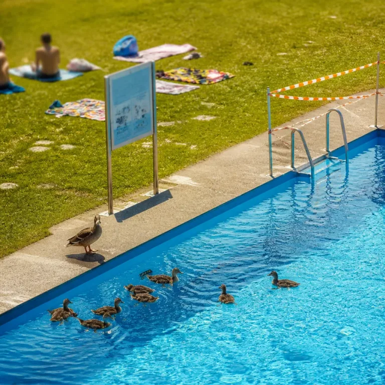 Nilgänse mit Nachwuchs im Freibad: Hygienefragen und rechtliche Grenzen für Eingriffe