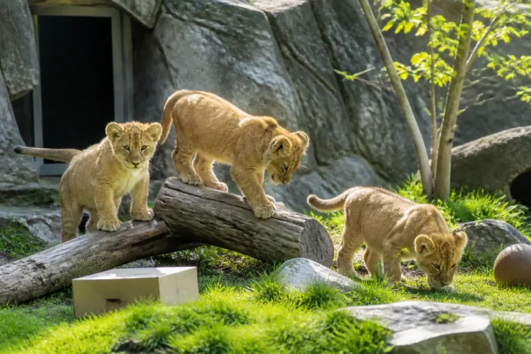Gossau: Drei junge Löwinnen im Walter Zoo – Gesundheitscheck erfolgreich, Beitrag zur Erhaltungszucht