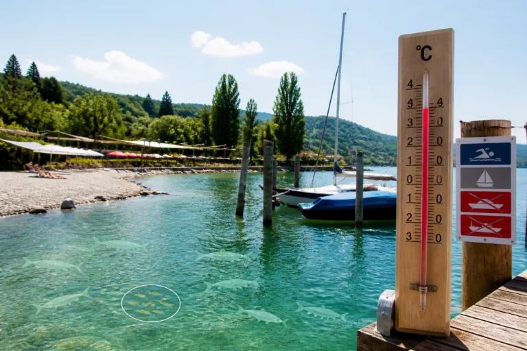 Heisse Sommer belasten Bodensee: Folgen für Fischbestände und Nutzung auch für Baden spürbar