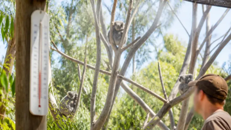 Hitze im Zoo Zürich: Wie Koalas und andere Tiere auf die Hitzewelle reagieren