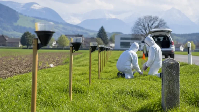 Japankäfer in Buchs: Kanton St. Gallen intensiviert Kontrollen