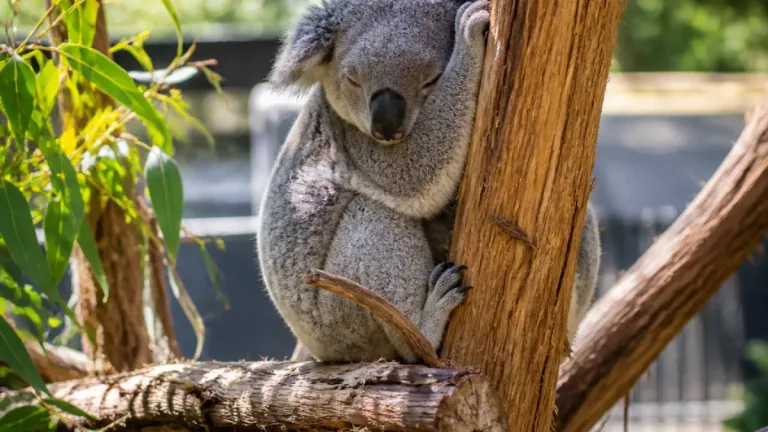 Koala Tarni sucht im Zoo Zürich Schatten und kühlt sich an Baumstämmen