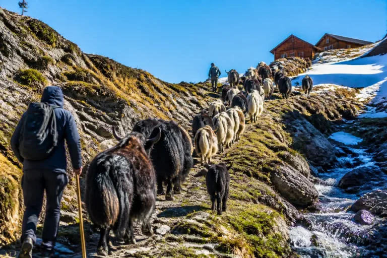 Mit 35 Yaks und zwei Neugeborenen: Alpaufzug zur Ramin wird zur Herausforderung