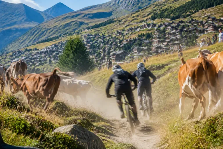 Mountainbiker löst Panik unter Kühen aus – Veranstalter und Gemeinde reagieren