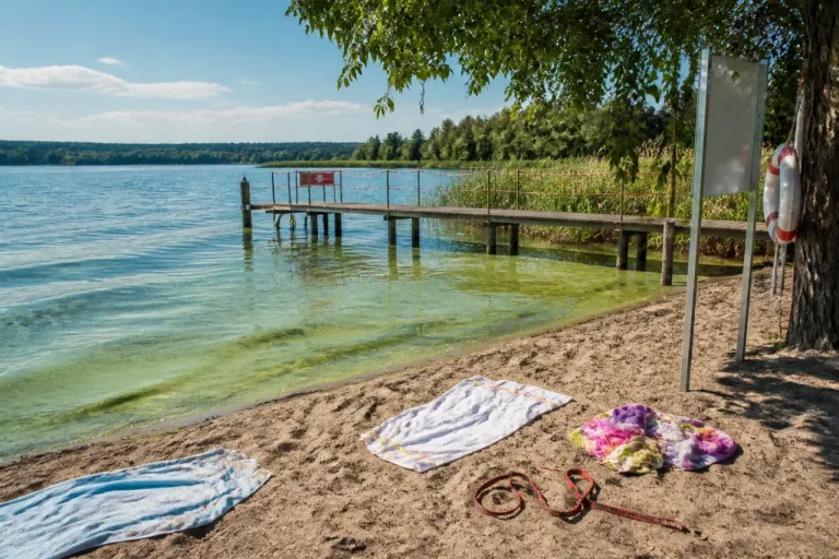 Gefahr im Wasser: Warnungen vor Blaualgen und Zerkarien an mehreren Badegewässern