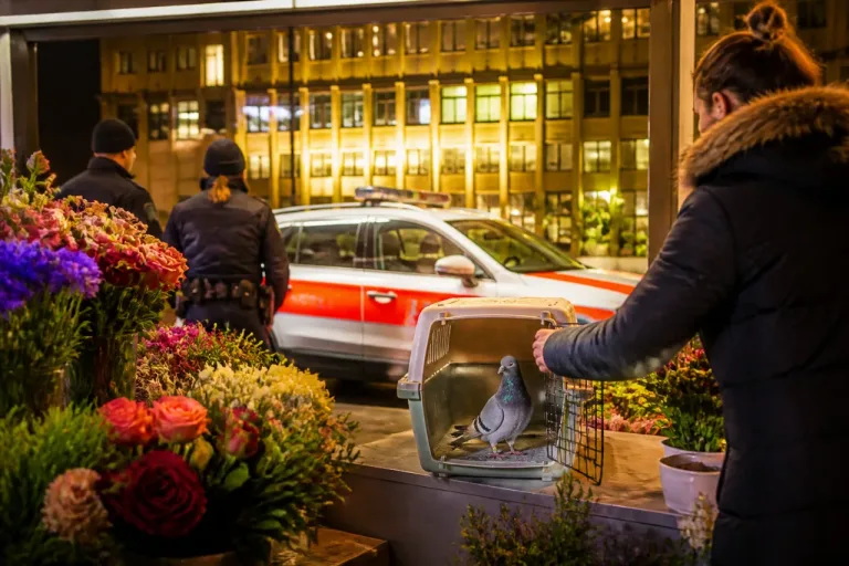 Polizeieinsatz in Winterthur: Verirrte Taube nach Ringnummer an Besitzer übergeben
