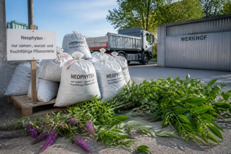 Romanshorn stellt kostenlose Neophytensäcke bereit – fachgerechte Entsorgung von invasiven Pflanzen möglich