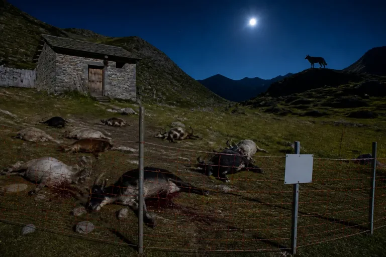 Tessin erlaubt Abschuss eines Wolfes nach Angriff auf Alpe di San Martino
