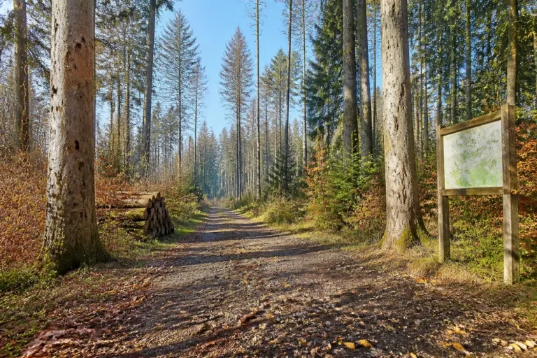 Wälder als Identitätsträger: Wie 90 Milliarden Bäume Ökologie und Gesellschaft prägen