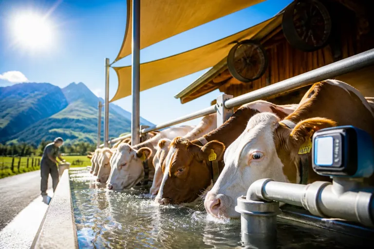 Hitzewellen steigern Stress und Wasserbedarf bei Nutztieren – Bauern müssen reagieren