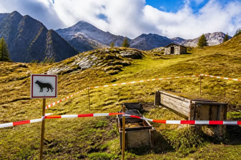 Wolf im Bleniotal zum Abschuss freigegeben nach Rissen auf Alp